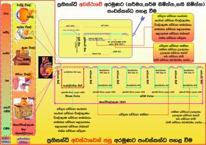 පටිච්චසමුප්පාදය 03.jpg
